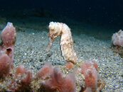 Longsnout Seahorse. Orca 2.jpg