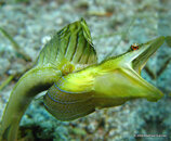 Pikeblenny, St. Vicet.jpg
