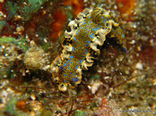 Gold Crowned Sea Goddess. Orca 2.jpg