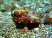 Roughback Batfish, St. Vicet.jpg