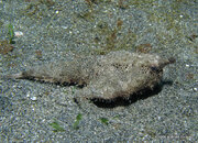 Shortnose Batfish, Overthere.jpg