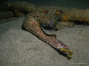 Spotted Moray eating Filefish  St. Vicet.jpg