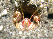 Unidentified Sand Shrimp, Orca 3.jpg