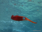 Caribbean Reef Squid     Orca 2.jpg