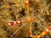 Golden Coral Shrimp 2, Blue Heron Bridge Florida.jpg