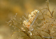 Unknown Nudibranch, Blue Heron Bridge.jpg