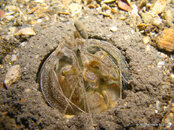 Scaly tailed Mantis Shrimp 4, Blue Heron Bridge.jpg