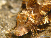 Bandtail Sea Robin 3, Blue Heron Bridge.jpg