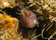 Seaweed Blenny 1, Riviera Beach Dock.jpg