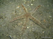 Starfish (Unknown) 1, Riviera Beach Dock.jpg