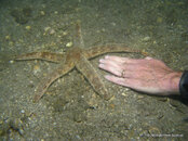 Starfish (Unknown) 2, Riviera Beach Dock.jpg