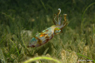 Juvenile Caribbean Reef Squid, Critter Corner (Night).jpg