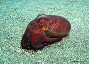 Brownstripe Octopus, Overthere.jpg