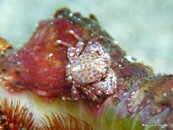 Juvenile Porcelain Crab, Kay's Place.jpg