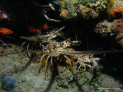 Caribbean Spiny Lobsters, Critter Corner Junior.jpg