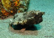 batfish.jpg