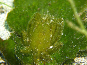 Unidentified Green Crab, Kay's Place.jpg