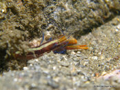 Unidentified Shrimp 1, Blue Heron Bridge.jpg