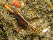 Unidentified Shrimp 2, Blue Heron Bridge.jpg