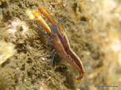 Unidentified Shrimp 3, Riviera Beach Dock.jpg