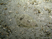 Unknown Flounder 2.jpg