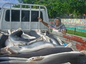 shark3.jpg