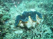 Giant Clam.JPG