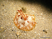 Juvenile Warty Sidegill Slug 1, Blue Heron Bridge.jpg