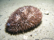 Atlantic Deer Cowrie, Riviera Beach Dock.jpg