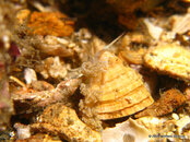 Nudibranch 3, Blue Heron Bridge.jpg