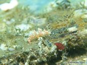 Unidentified Nudibranch 1, Blue Heron Bridge.jpg