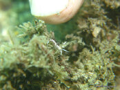 Unidentified Nudibranch 1a, Riviera Beach Dock.jpg