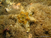Cushion Star (Six arms), Blue Heron Bridge.jpg