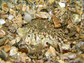 Flame Box Crab, Blue Heron Bridge.jpg