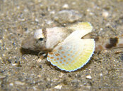 Juvenile Leopard Sea Robin 1, Riviera Beach Dock.jpg