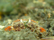 Rough Box Crab 2, Blue Heron Bridge.jpg