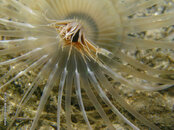 Transparent Tube Dwelling Anemone 2, Riviera Beach Dock.jpg