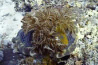 Spanish Dancer 2.jpg