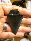 mako arrowhead after 2.jpg