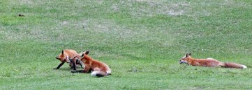 foxes at OMalley 066.jpg