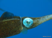 Caribbean Reef Squid.jpg