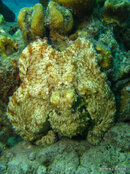 Common Octopus.jpg