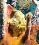 Longlure Frogfish, L'Abym.jpg