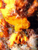 Juvenile Longlure Frogfish  Scott's Head Dropoff.jpg