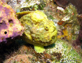 Longlure Frogfish    Soufriere Pinnacles.jpg