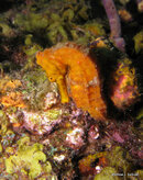 Longsnout Seahorse, Coral Gardens.jpg