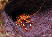 Red Banded Lobster, Scott's Head Dropoff.jpg