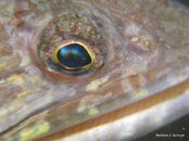 Sand Diver Eye, Pole to Pole.jpg