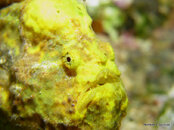 Longlure Frogfish.,. Soufriere Pinnacles.jpg