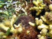 Longlure Frogfish. Soufriere Pinnacles.jpg